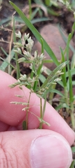 Poa annua