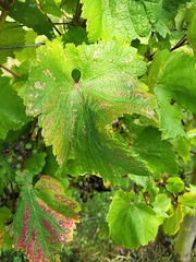 Vitis vinifera
