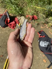 Cyprinella spiloptera