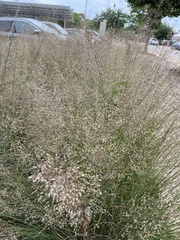 Chloridoideae