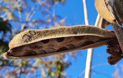 Handroanthus coronatus