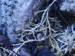 Corallina officinalis