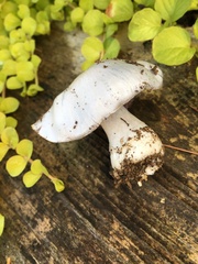 Cortinarius traganus