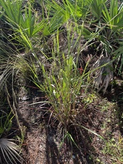 Andropogon ternarius