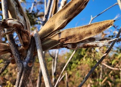 Handroanthus coronatus