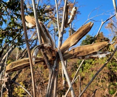 Handroanthus coronatus