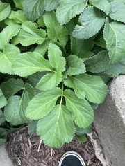 Aegopodium podagraria