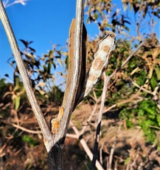 Handroanthus coronatus