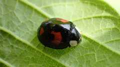 Harmonia axyridis
