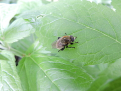 Merodon equestris