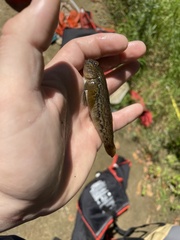 Neogobius melanostomus