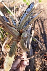 Handroanthus coronatus