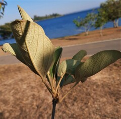 Handroanthus coronatus