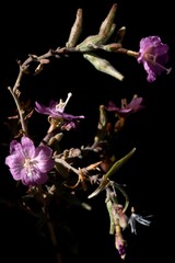 Epilobium nevadense