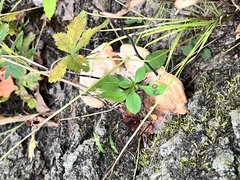 Pseudoinonotus dryadeus