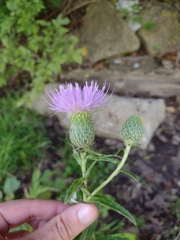 Cirsium altissimum