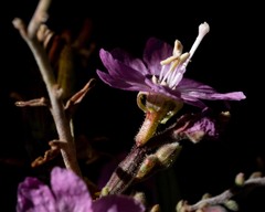 Epilobium nevadense