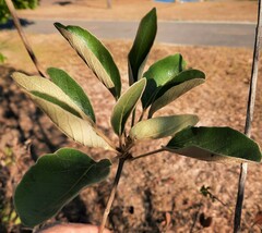 Handroanthus coronatus