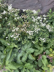 Ageratina altissima