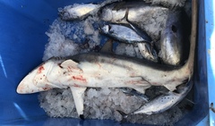 Carcharhinus brevipinna