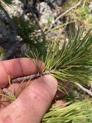 Pinus flexilis