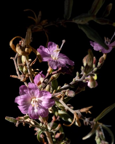 Nevada willowherb (Epilobium nevadense)