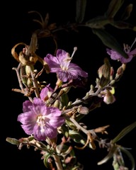 Epilobium nevadense