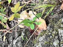 Pseudoinonotus dryadeus