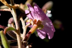 Epilobium nevadense