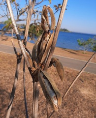 Handroanthus coronatus