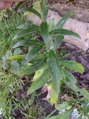 Cirsium altissimum
