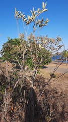 Handroanthus coronatus