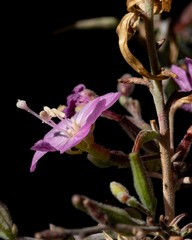 Epilobium nevadense