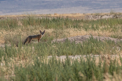 Vulpes macrotis