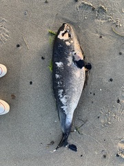 Phocoena phocoena phocoena
