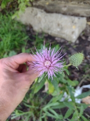 Cirsium altissimum