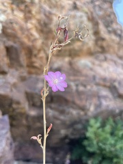 Epilobium nevadense