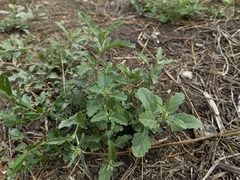 Atriplex tatarica