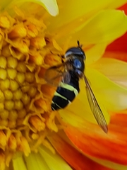 Dasysyrphus tricinctus