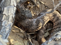 Crotalus tigris