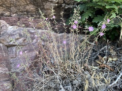 Epilobium nevadense