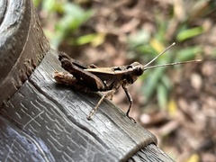 Acrididae