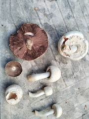 Agaricus xanthodermus