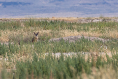 Vulpes macrotis