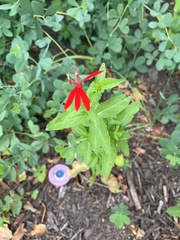 Lobelia cardinalis