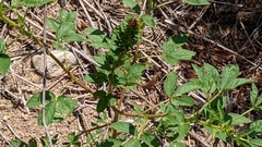 Polanisia dodecandra