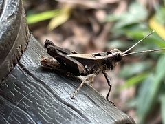 Acrididae
