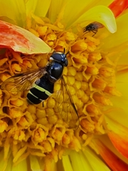 Dasysyrphus tricinctus