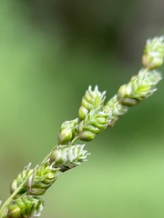 Chascolytrum subaristatum