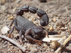 Parabuthus transvaalicus